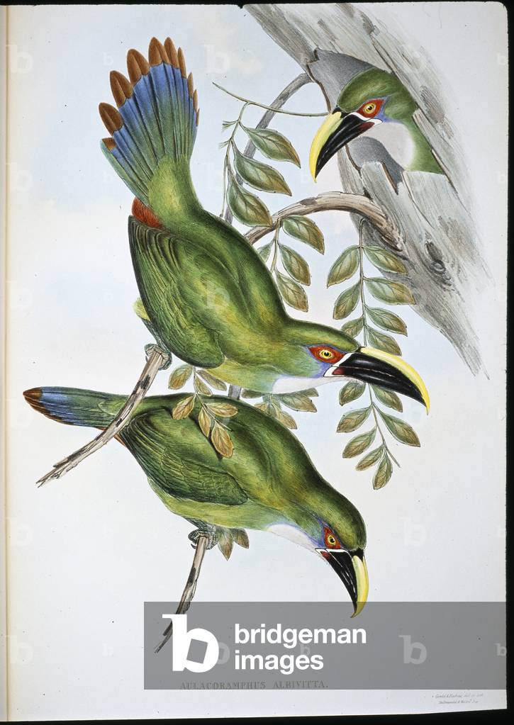 White-banded Groove-bill Toucan (Aulacoramphus Albivitta) (hand-coloured litho)