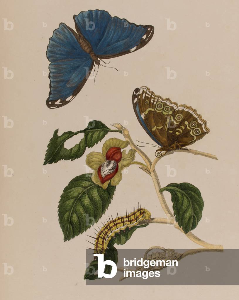 Illustration from 'Metamorphosis insectorum Surinamensium. Ofte Verandering der Surinaamsche Insecten', published in 1705 (coloured engraving)