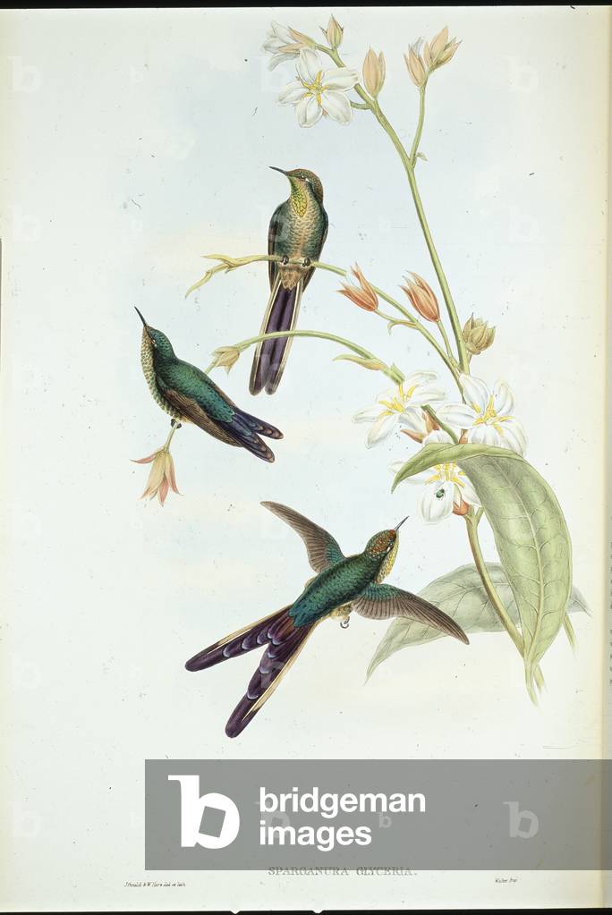 Purple-tailed Comet humming bird (Sparganura Glyceria) (hand-coloured litho)