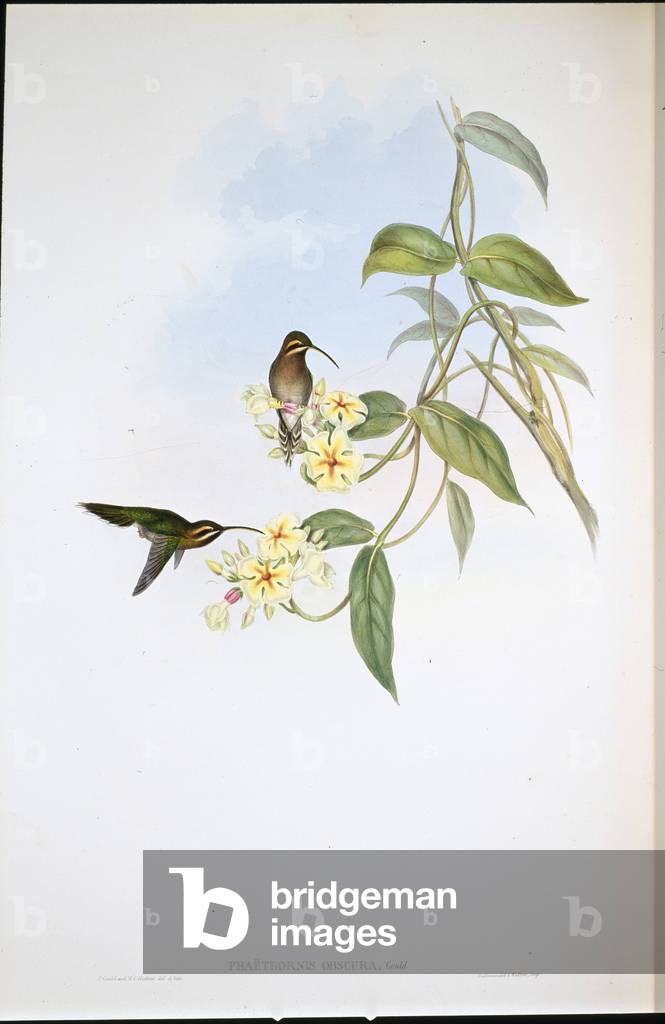 Obscure Hermit (Phaethornis Obscura) (hand-coloured litho)