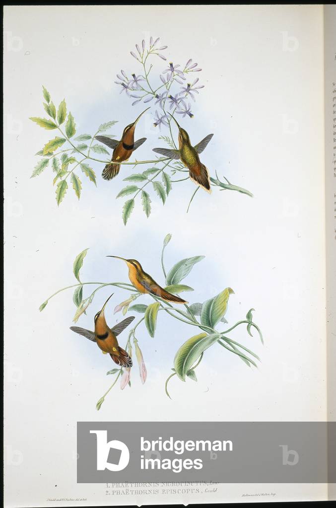 Belted Hermit (Phaethornis Nigrocinctus) and Bishop hermit (Phaethornis Episcopus) (hand-coloured litho)