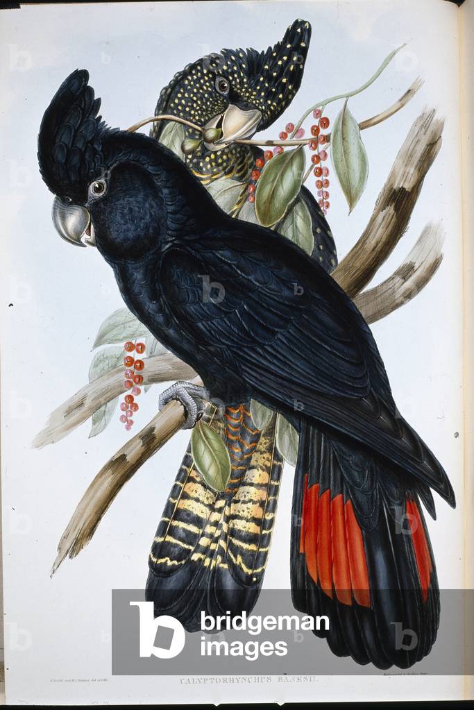 Banksian Cockatoo (Calyptorhynchus Banksii ) (hand-coloured litho)