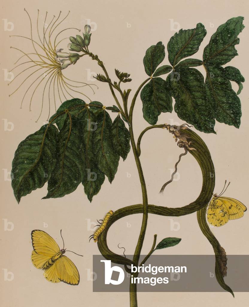 Illustration from 'Metamorphosis insectorum Surinamensium. Ofte Verandering der Surinaamsche Insecten', published in 1705 (coloured engraving)