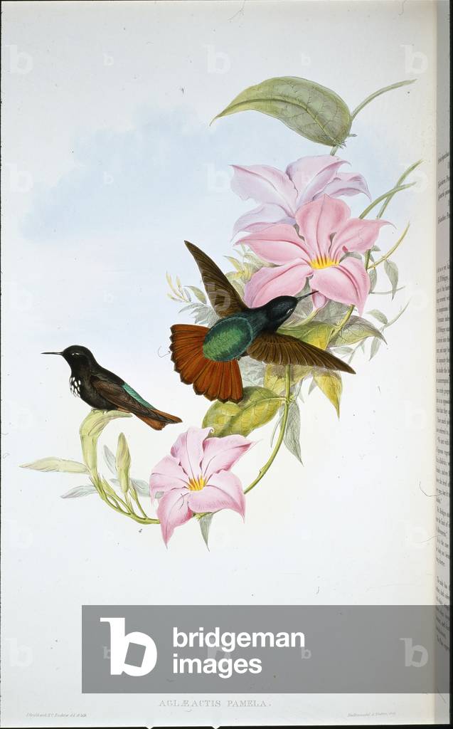 Pamela's Sunbeam (Aglaeactis Pamela) (hand-coloured litho)