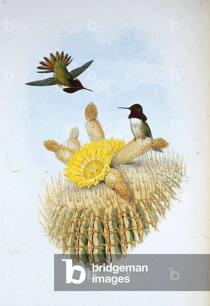 Floresi's Flame-bearer (Selasphorus floresii) (hand-coloured litho)