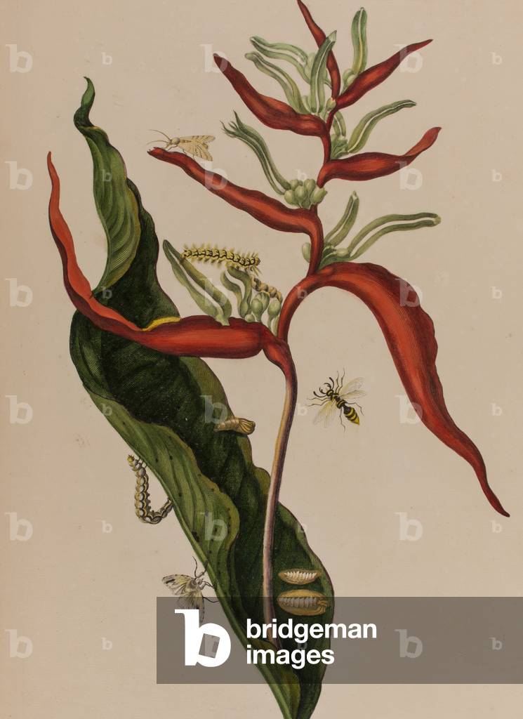 Illustration from 'Metamorphosis insectorum Surinamensium. Ofte Verandering der Surinaamsche Insecten', published in 1705 (coloured engraving)