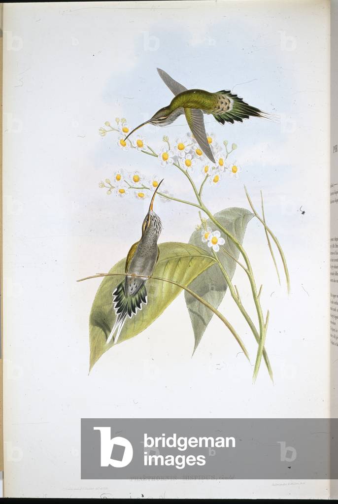 Hairy Hermit (Phaethornis Hispidus) (hand-coloured litho)