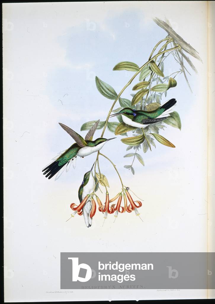 Cayene Fairy (Heliothryx Auritus) (hand-coloured litho)