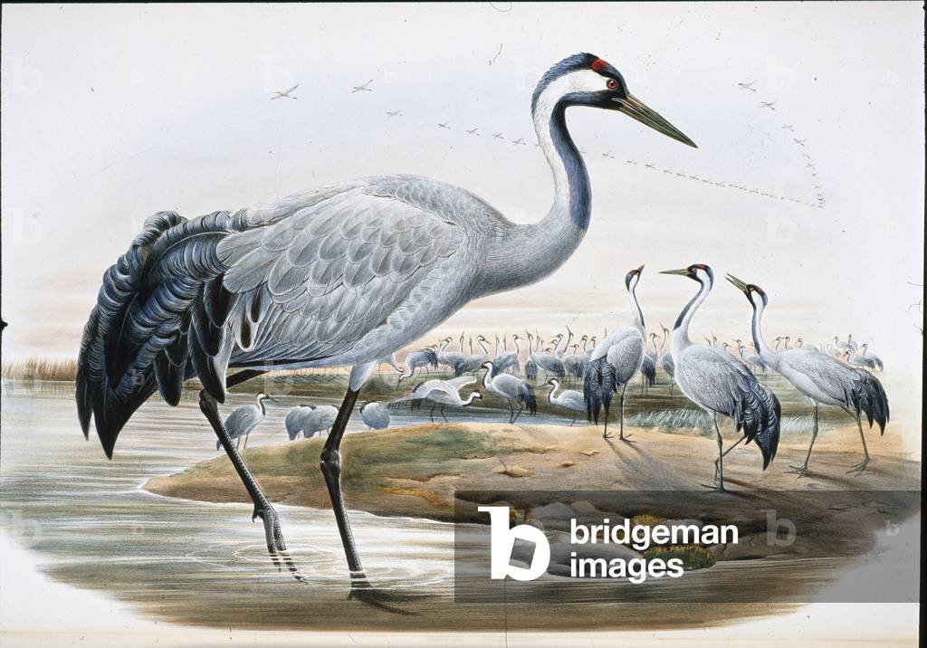 Common Crane (Grus Cinerea0 (hand-coloured litho)