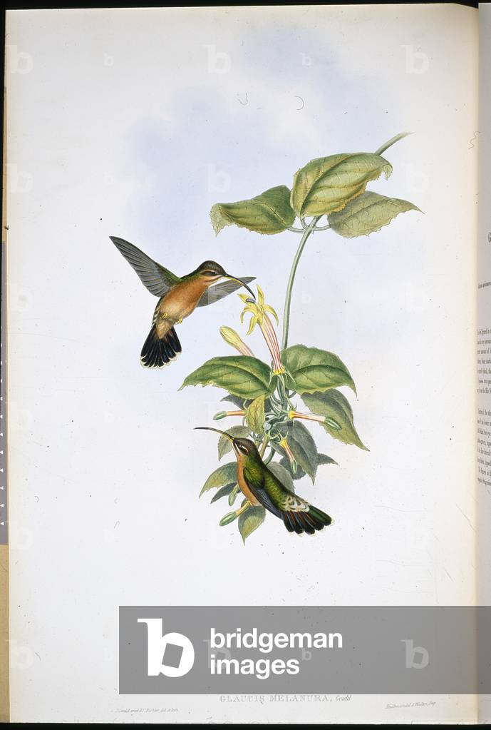 Black-tailed Hermit (Glaucis Melanura) (hand-coloured litho)