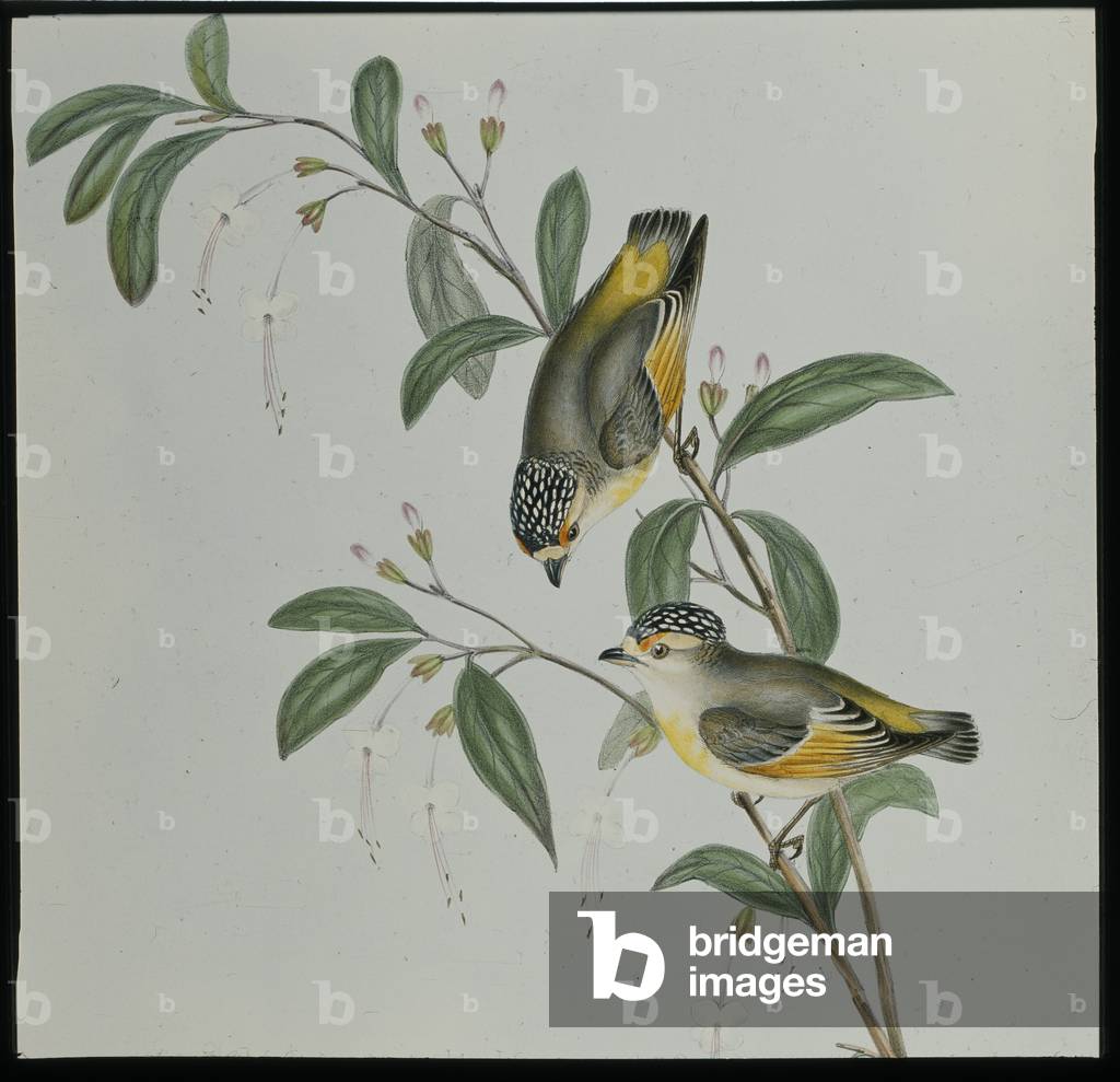 Red-lored Pardalote (pardalotus rubricatus) (hand-coloured litho)