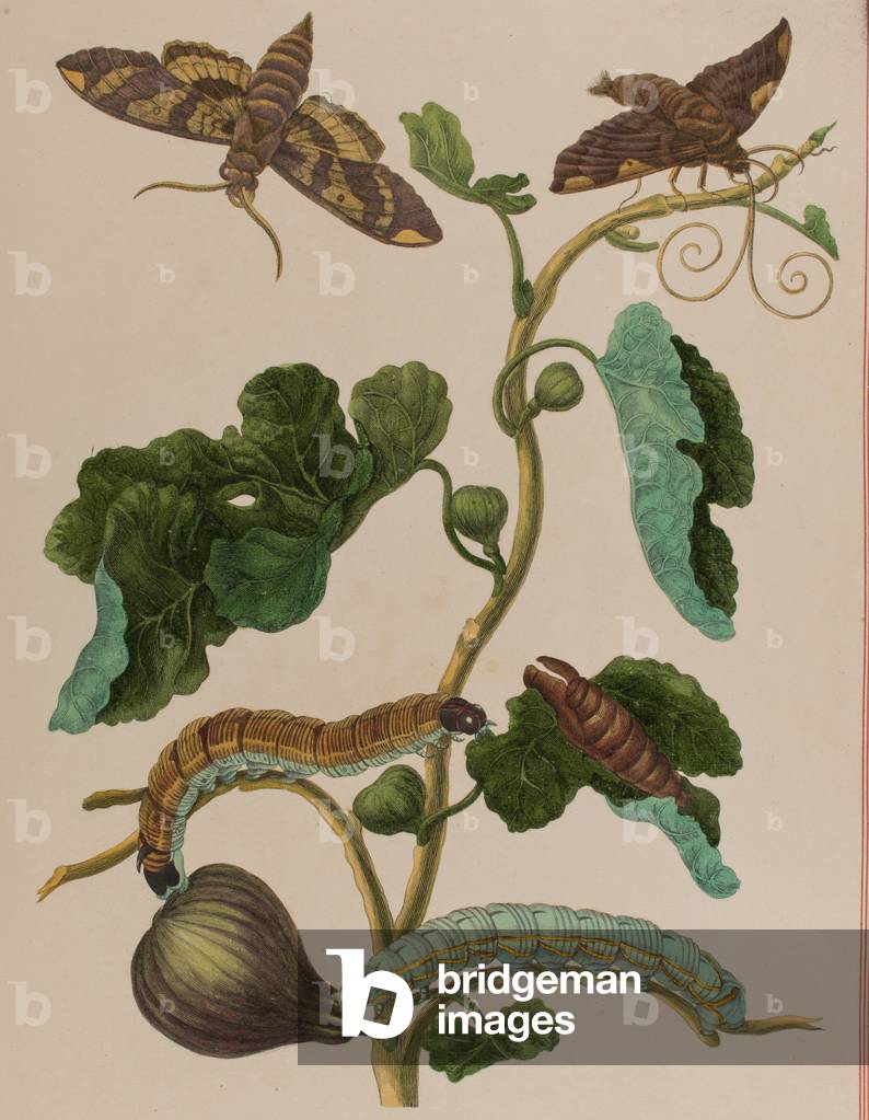 Illustration from 'Metamorphosis insectorum Surinamensium. Ofte Verandering der Surinaamsche Insecten', published in 1705 (coloured engraving)