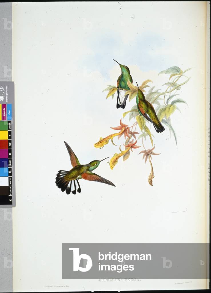 Stripe-tail Humming-bird (Eupherusa Eximia) (hand-coloured litho)