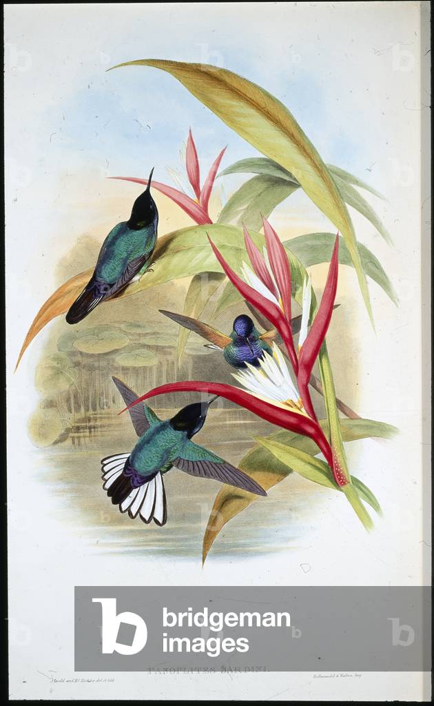 Jardin's Panoplites (Panoplites Jardini) (hand-coloured litho)