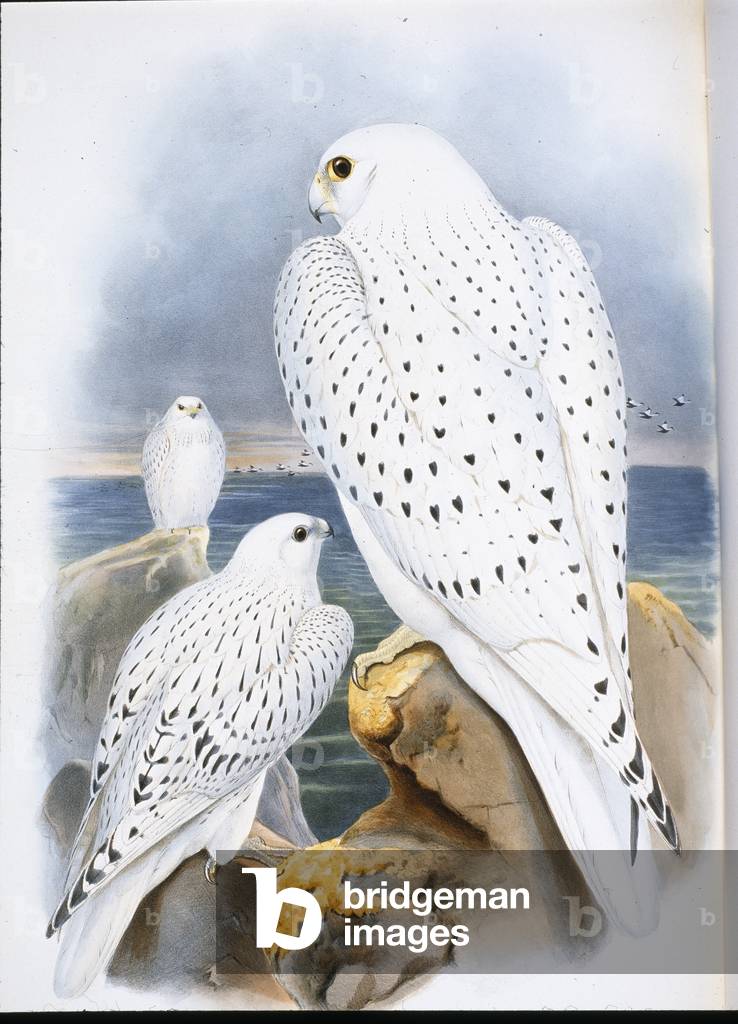 Greenland Falcon (Falco Candicans) (hand-coloured litho)