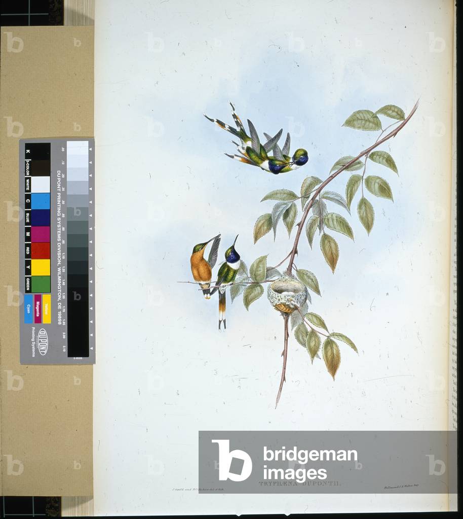 Sparkling-tail (tryphaena dupontii) (hand-coloured litho)