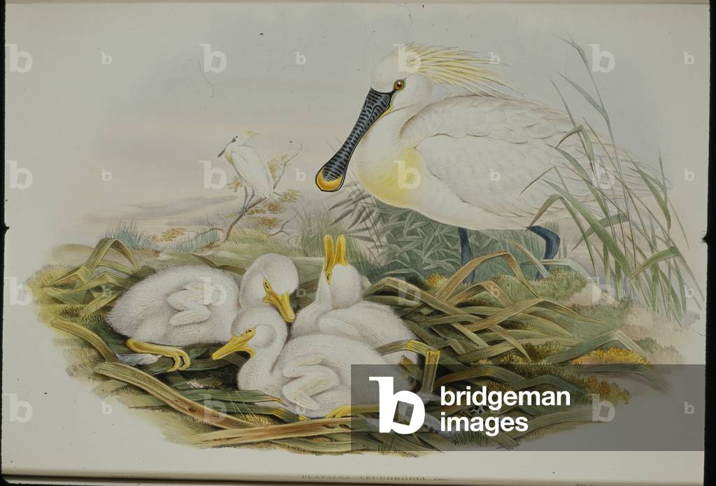 Spoonbill (Platalea Leucorodia) (hand-coloured litho)