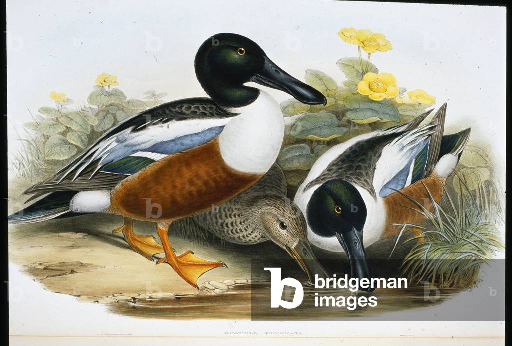 Shoveller ducks (Spatula Clypeata) (hand-coloured litho)