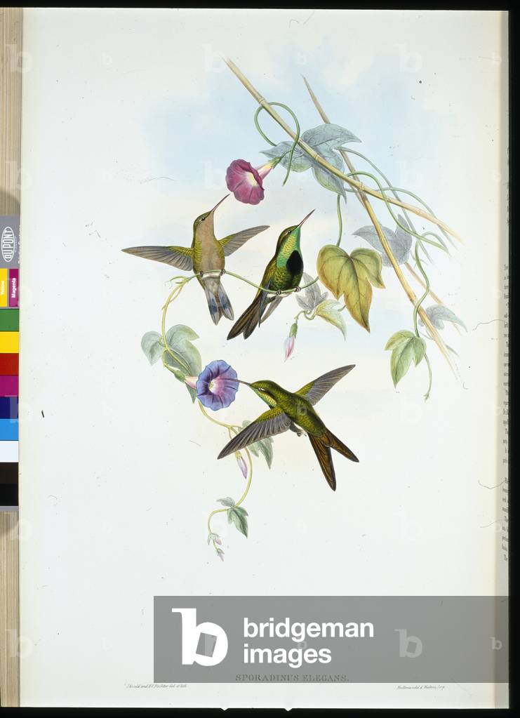 St. Domingo's Humming-bird (Sporadinus Elegans) (hand-coloured litho)
