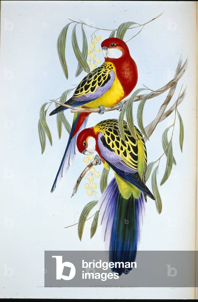 Rose-bill Parakeet (Platycercus Eximius) (hand-coloured litho)