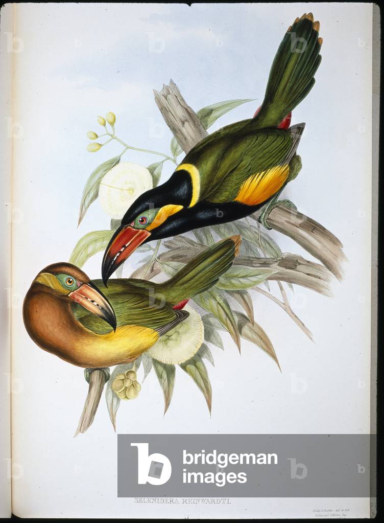 Reinwardt's Toucan (Selenidera Reinwardti) (hand-coloured litho)