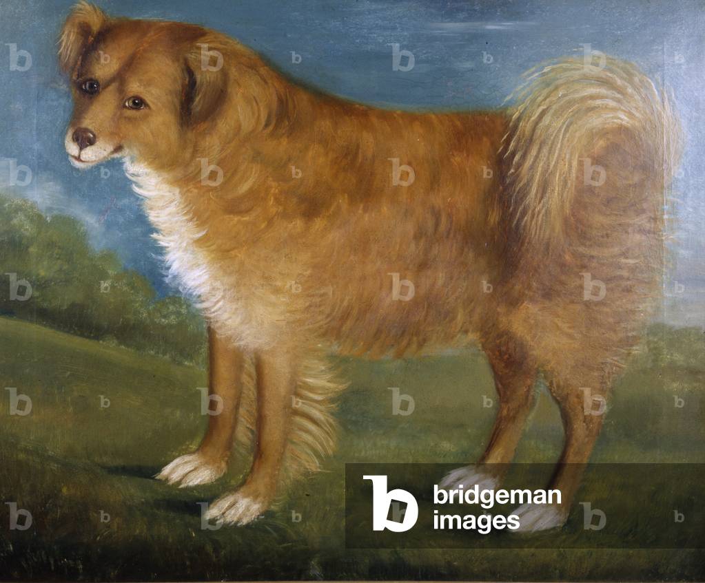 Brown Dog in a Landscape, c.1850 (oil on canvas)