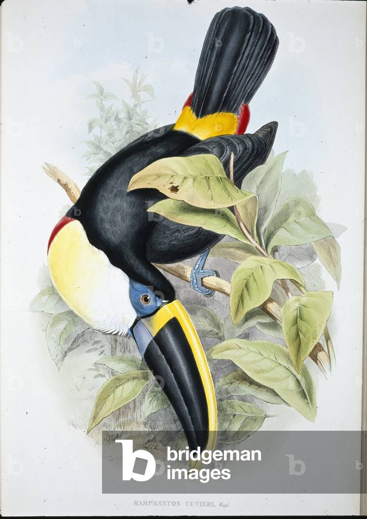 Cuvier's Toucan (Ramphastos Cuvieri) (hand-coloured litho)