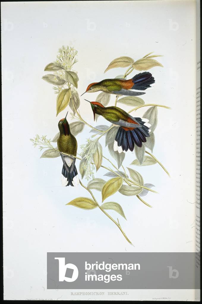 Herran's Thorn-bill (Ramphomicron Herrani) (hand-coloured litho)