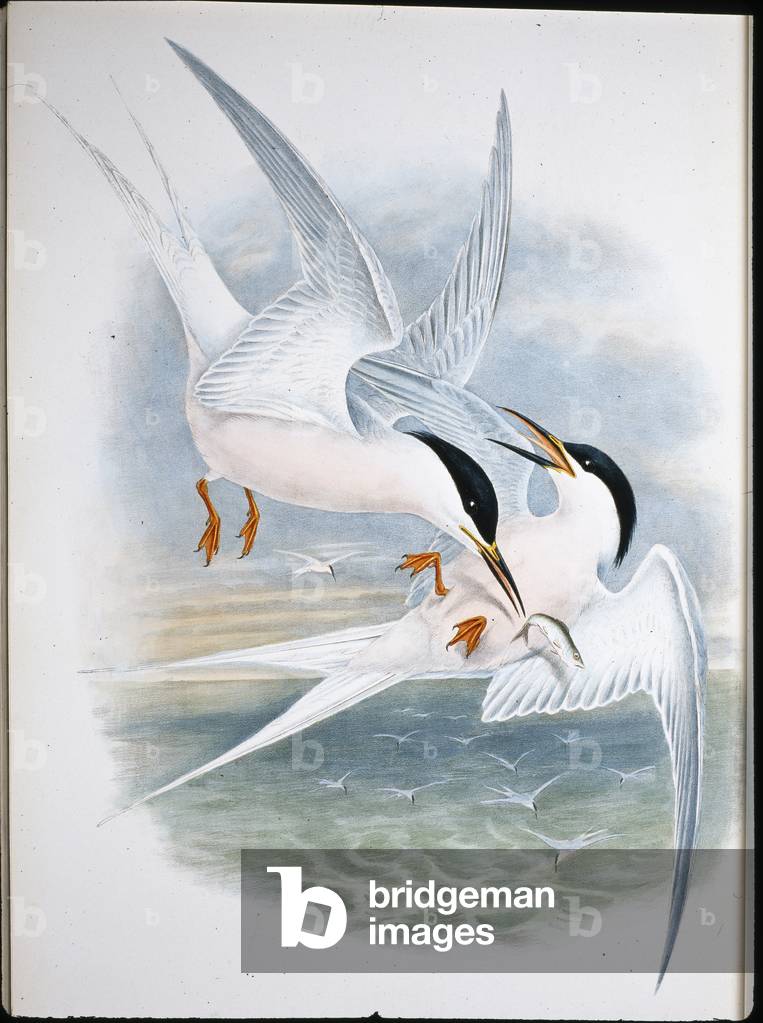 Kite of Glead (Milvus Regalis) (hand-coloured litho)