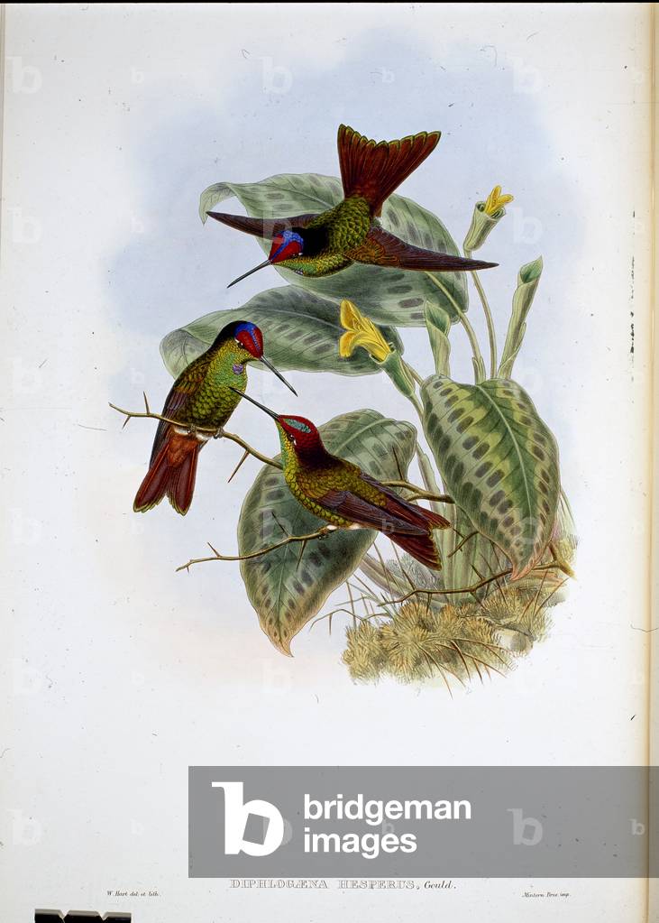 Ecuadorean Rainbow (Diphlogaena Hesperus) (hand-coloured litho)