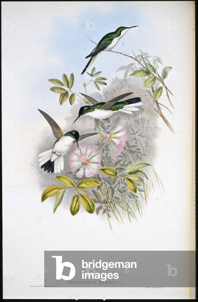 Columbian Fairy (Heliothrix Barroti) (hand-coloured litho)