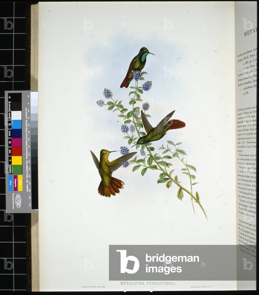 Tyrian-tail (metallura Tyrianthina) (hand-coloured litho)