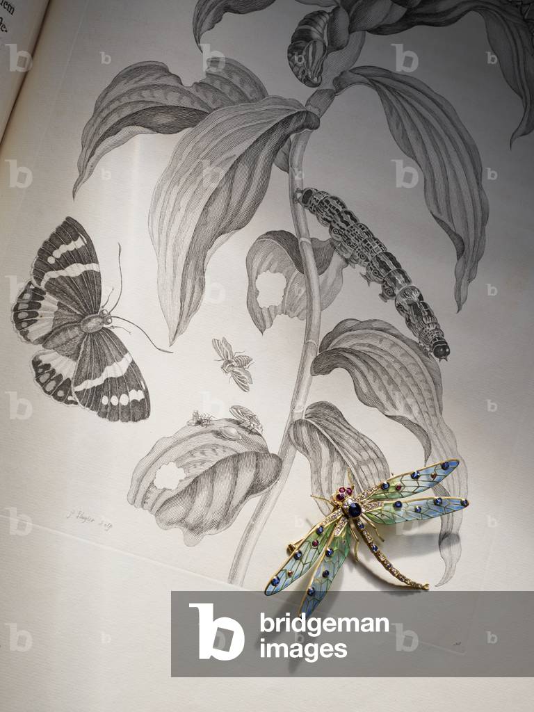 Deborah Devonshire’s bug and insect jewellery atop 'Metamorphosis Insectorum' by Maria Sibylla Merian, 1705, Chatsworth House (photo)