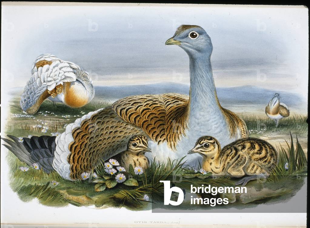 Great Bustard (Otis Tarda) (hand-coloured litho)