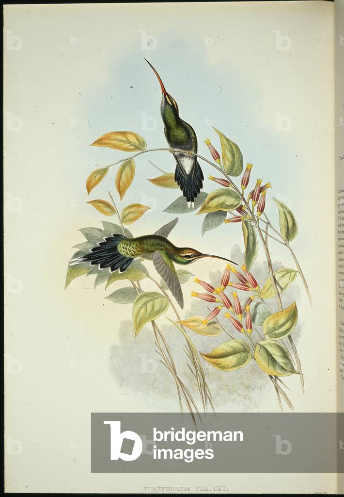 Yarquian Hermit (Phaerthornis Yarugui) (hand-coloured litho)