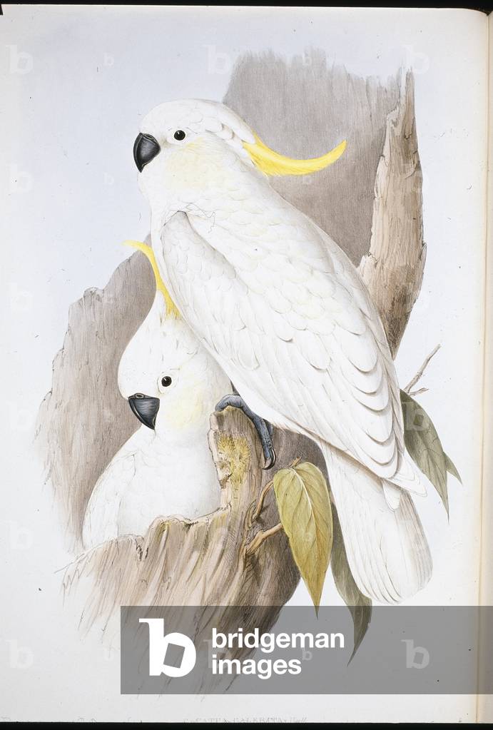 Crested Cockatoo (Cacatua Galerita ) (hand-coloured litho)