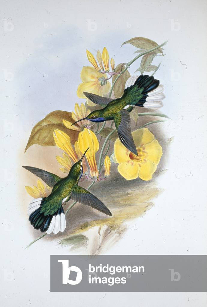 Blue-throated Sabre-wing (Campylopterus Ensipennis) (hand-coloured litho)
