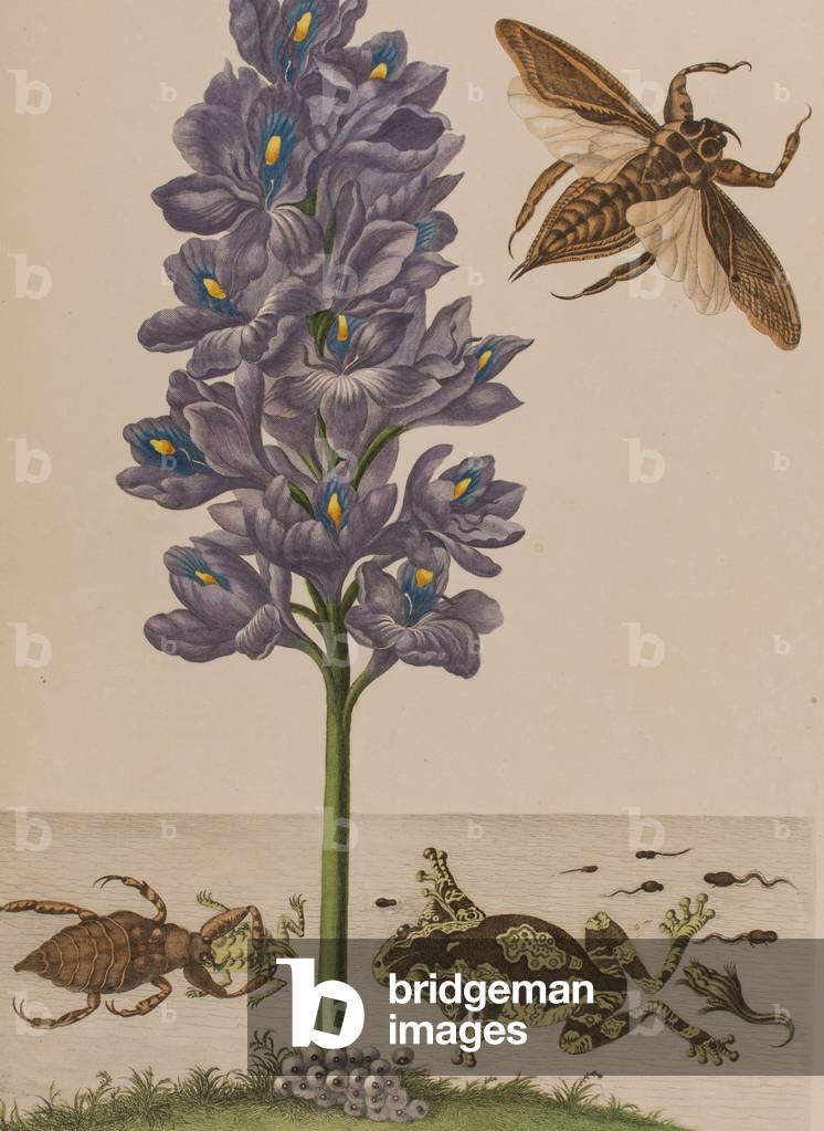 Illustration from 'Metamorphosis insectorum Surinamensium. Ofte Verandering der Surinaamsche Insecten', published in 1705 (coloured engraving)