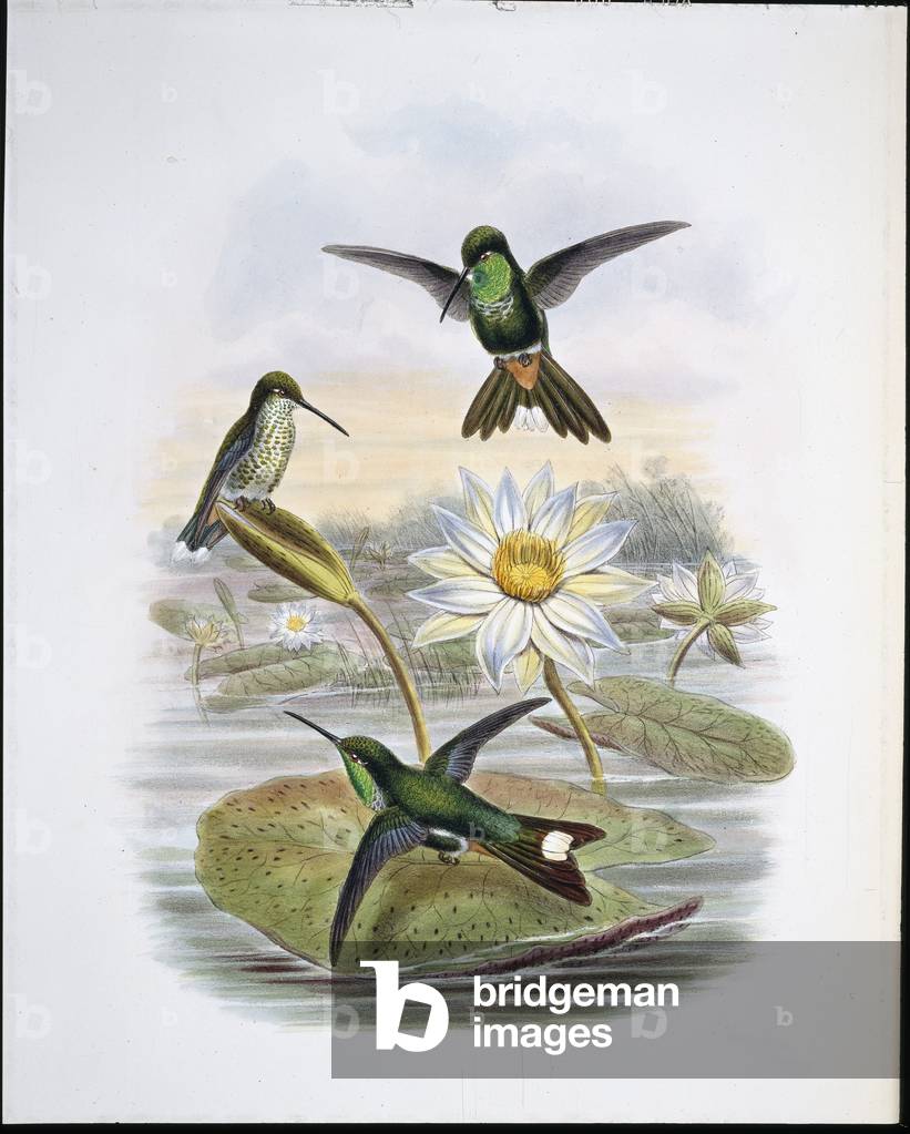 Red Vented White Tip (hand-coloured litho)