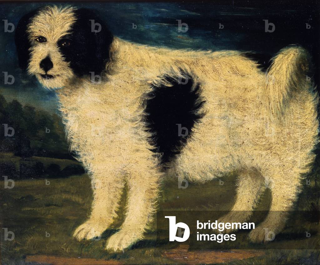 Black and White Dog (oil on canvas)