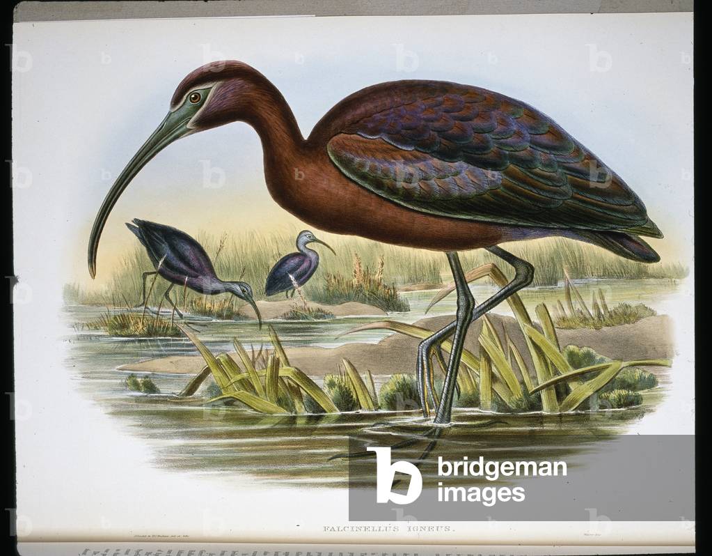 Glossy Ibex (Falcinellus Igneus) (coloured engraving)