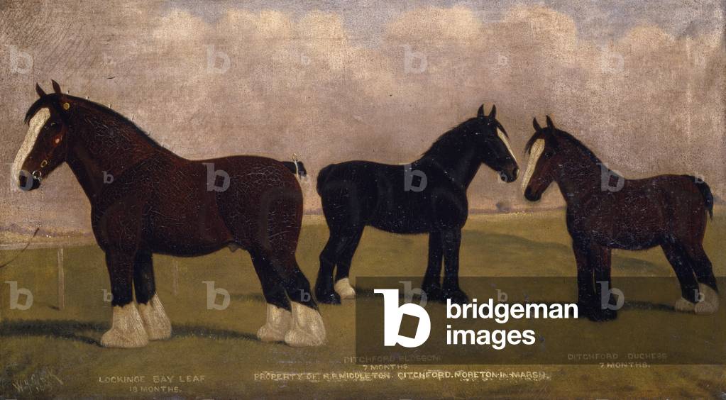 Shire Horses, 1909 (oil on canvas)