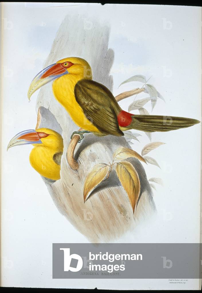 Saffron-coloured Hill Toucan (Andigena Bailloni) (hand-coloured litho)