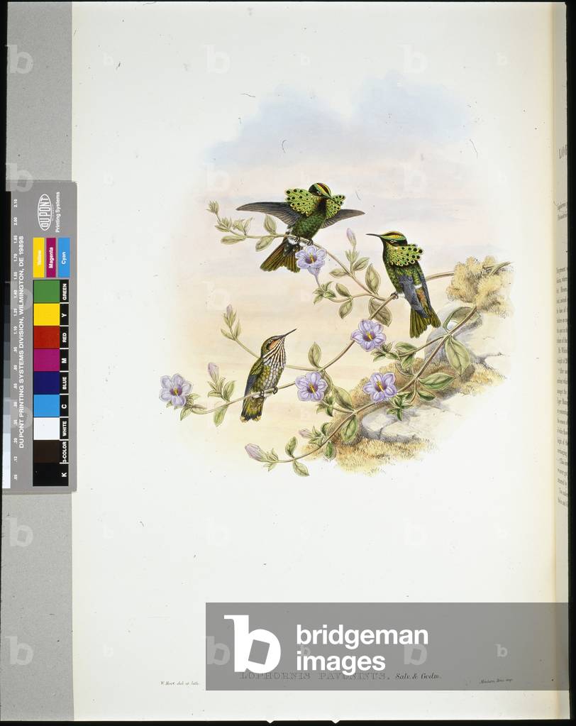 Roraima Coquette (lophornis pavoninus) (hand-coloured litho)