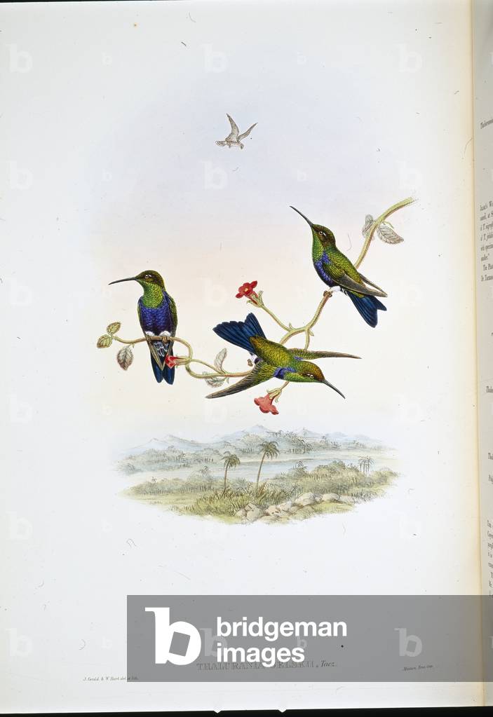 Jelski's Wood-nymph (Thalurania Jelskii) (hand-coloured litho)