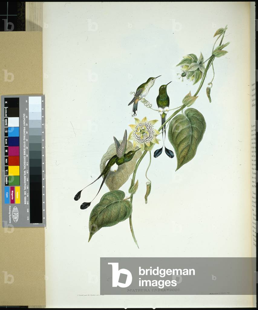 White-booted Racket-tail (spathura Underwoodi) (hand-coloured litho)