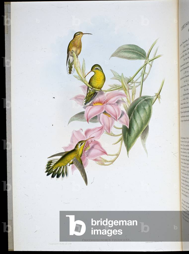 Golden-throated Humming Bird (Chrysobronchus Viriscens) (hand-coloured litho)