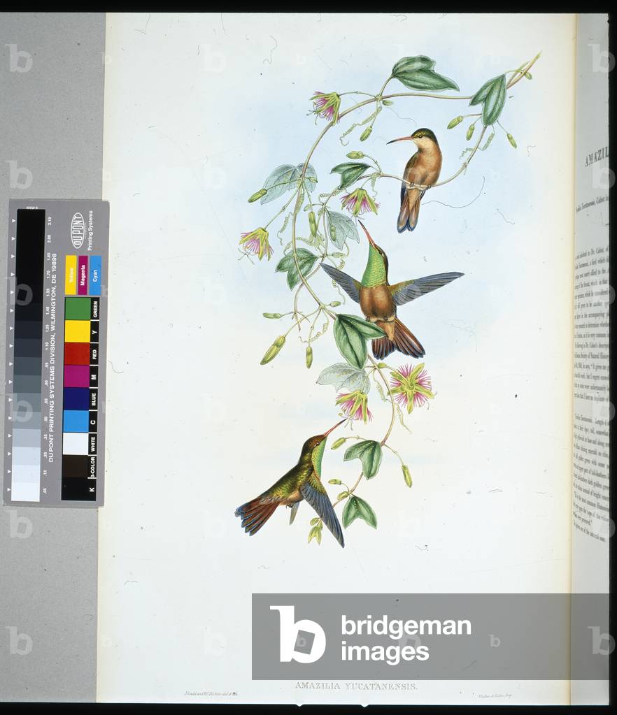 Yucatan Amazili (amazilia yucatanensis) (hand-coloured litho)