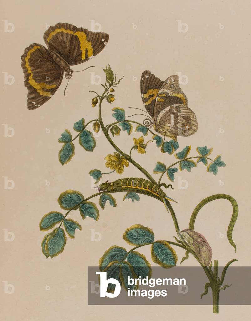 Illustration from 'Metamorphosis insectorum Surinamensium. Ofte Verandering der Surinaamsche Insecten', published in 1705 (coloured engraving)