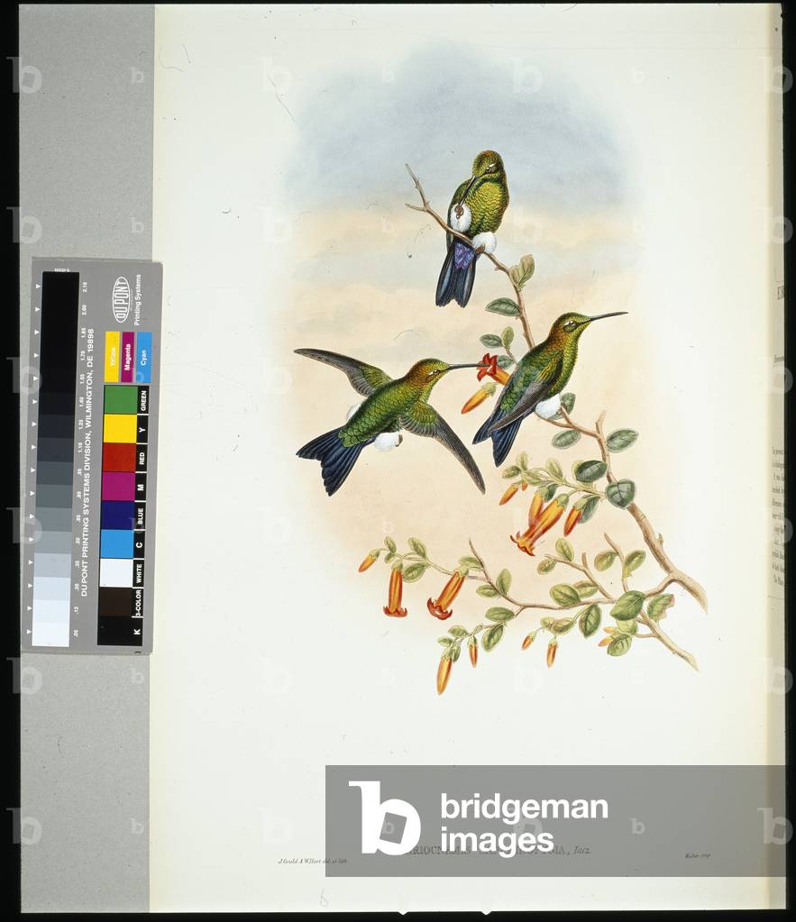 Sapphire-vented Puff-leg (eriocnemis sapphiropygia) (hand-coloured litho)